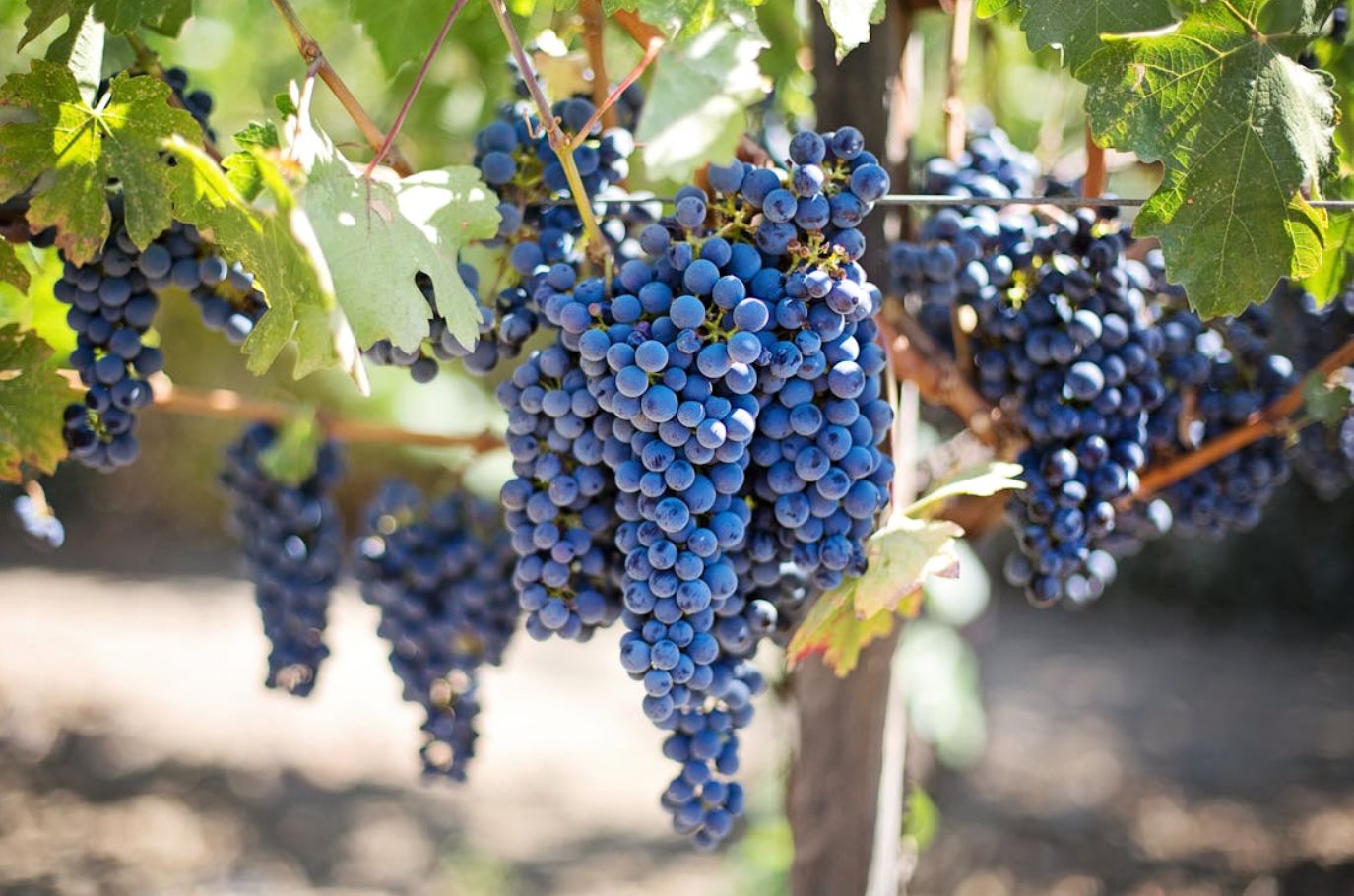 Pinot Noir grape clusters on the vine